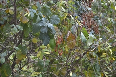 Spatholobus parviflorus